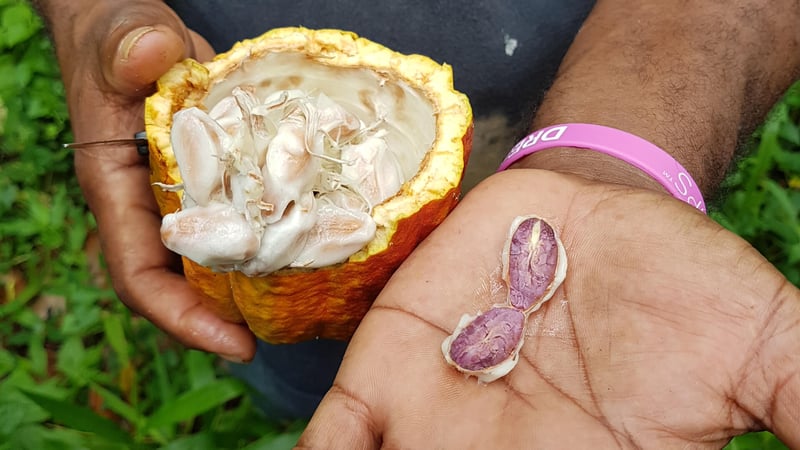 Common Post-Harvest Mistakes That Affect Cocoa Bean Quality