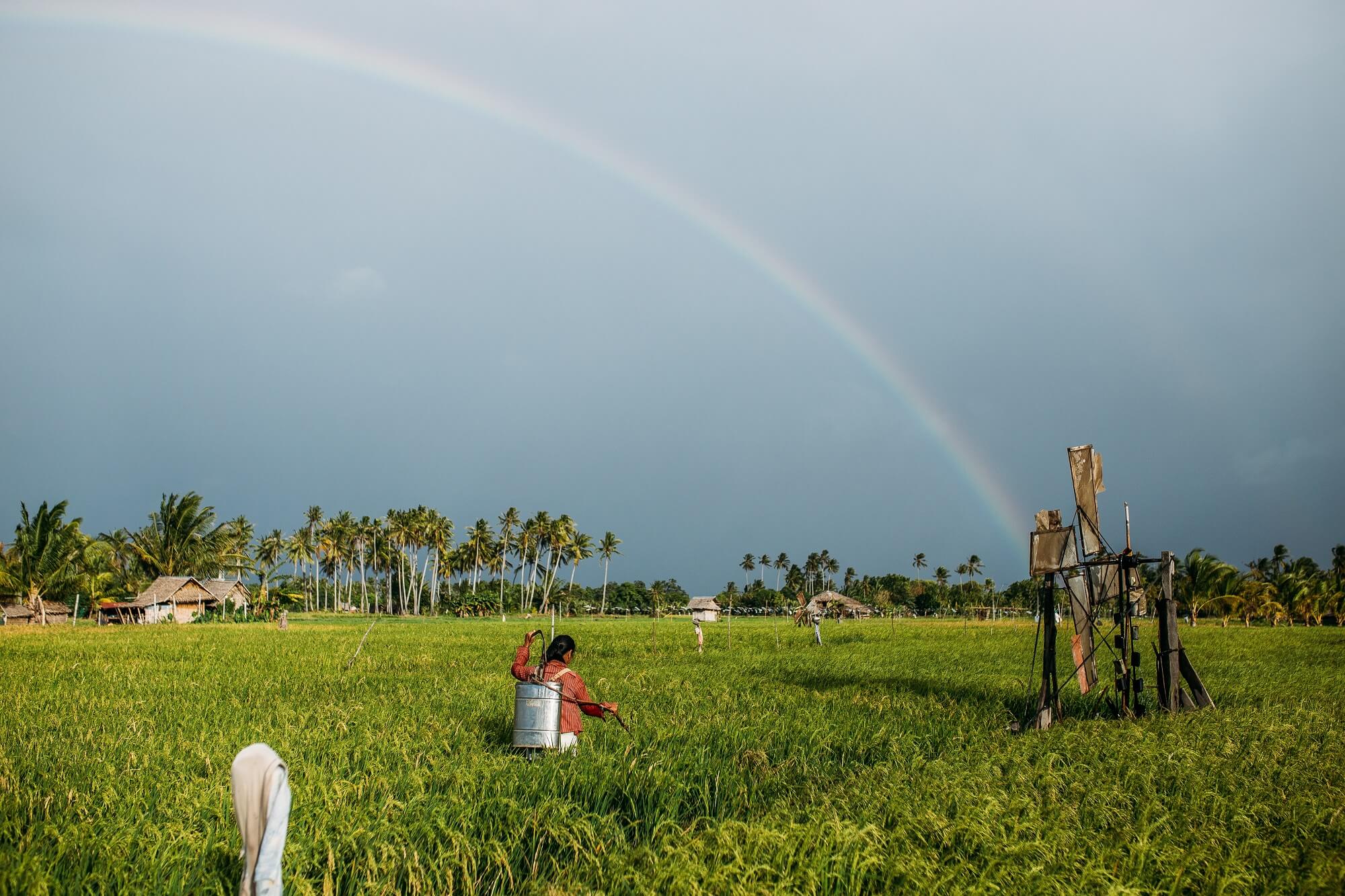 fumigating rice field farm