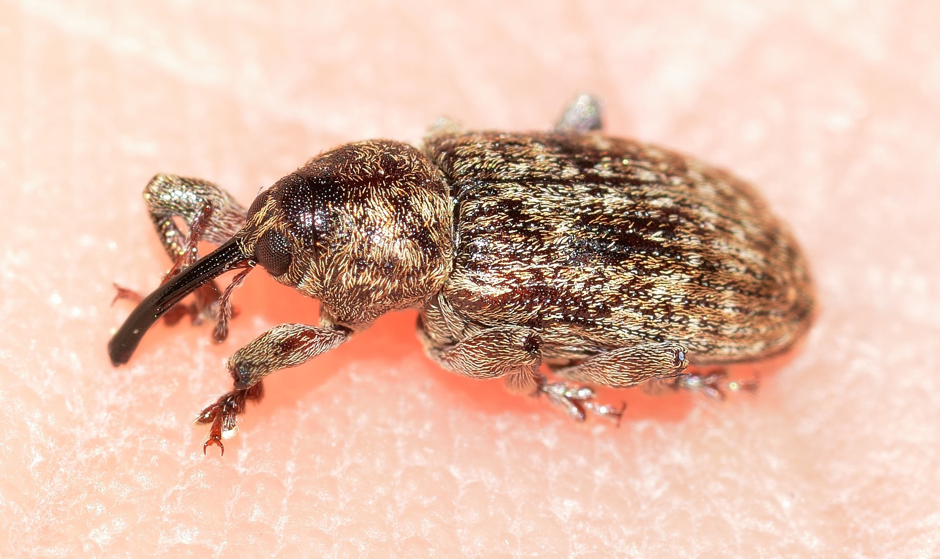 Rice Weevil