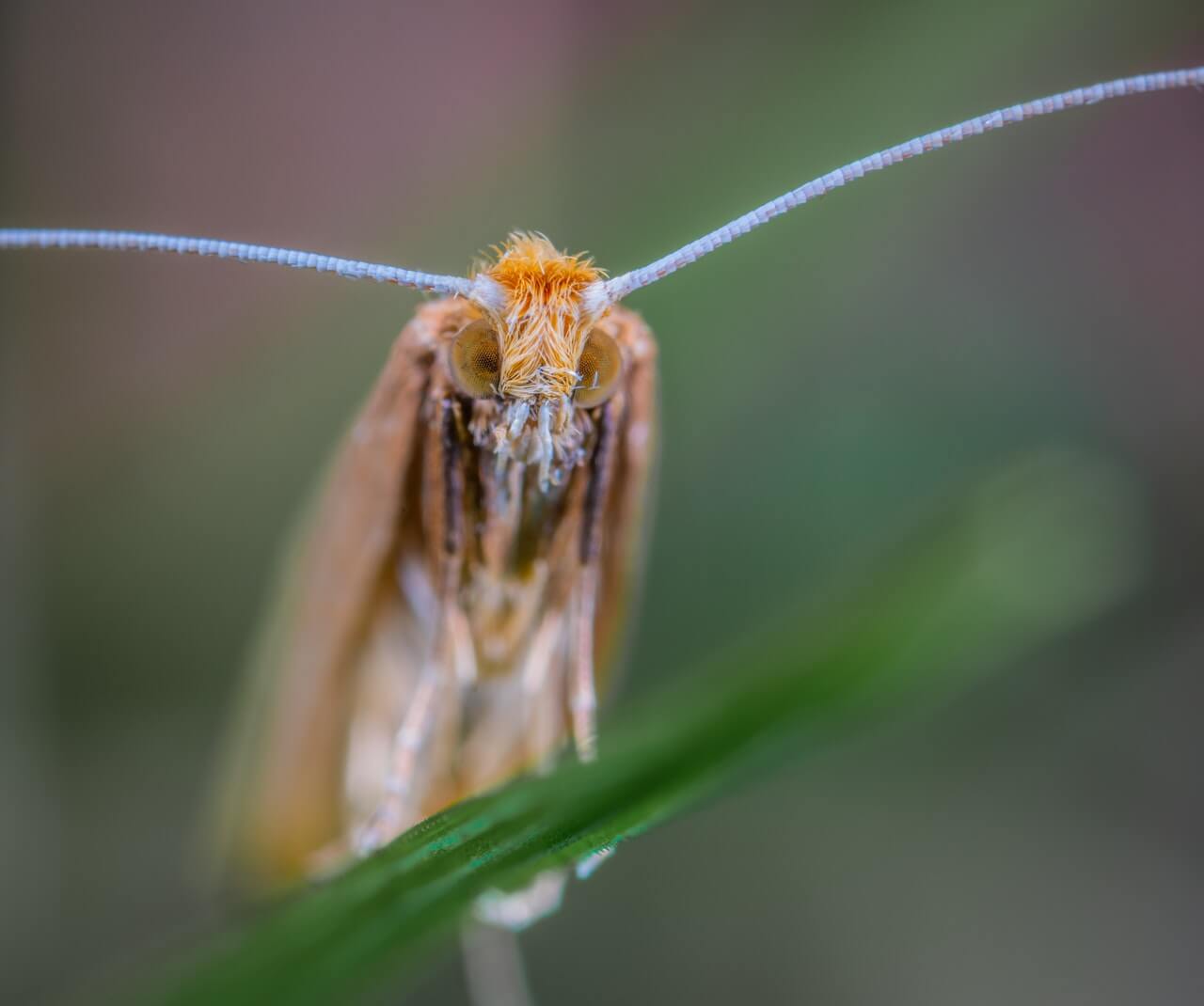 macro shot photography of wax brown insect