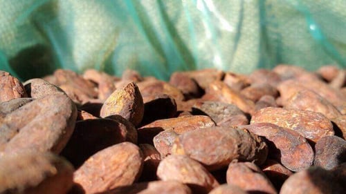 Cocoa beans in GrainPro storage bags with old design.