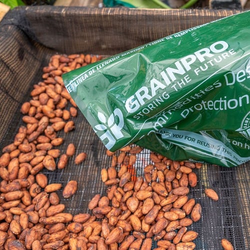 Cocoa beans stored in new GrainPro bag design.