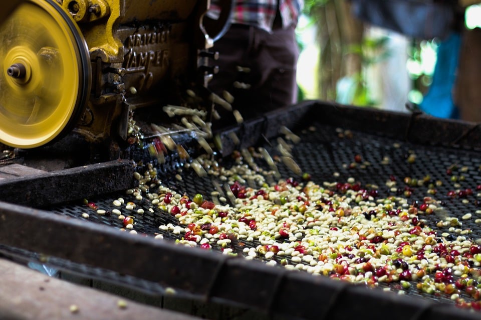 post harvest wet coffee processing from machine