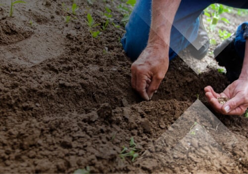 man planting on soil