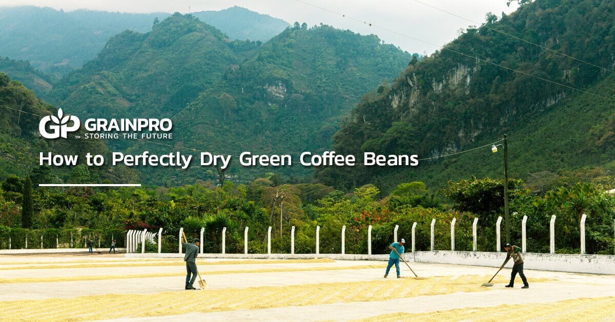 people drying coffee beans