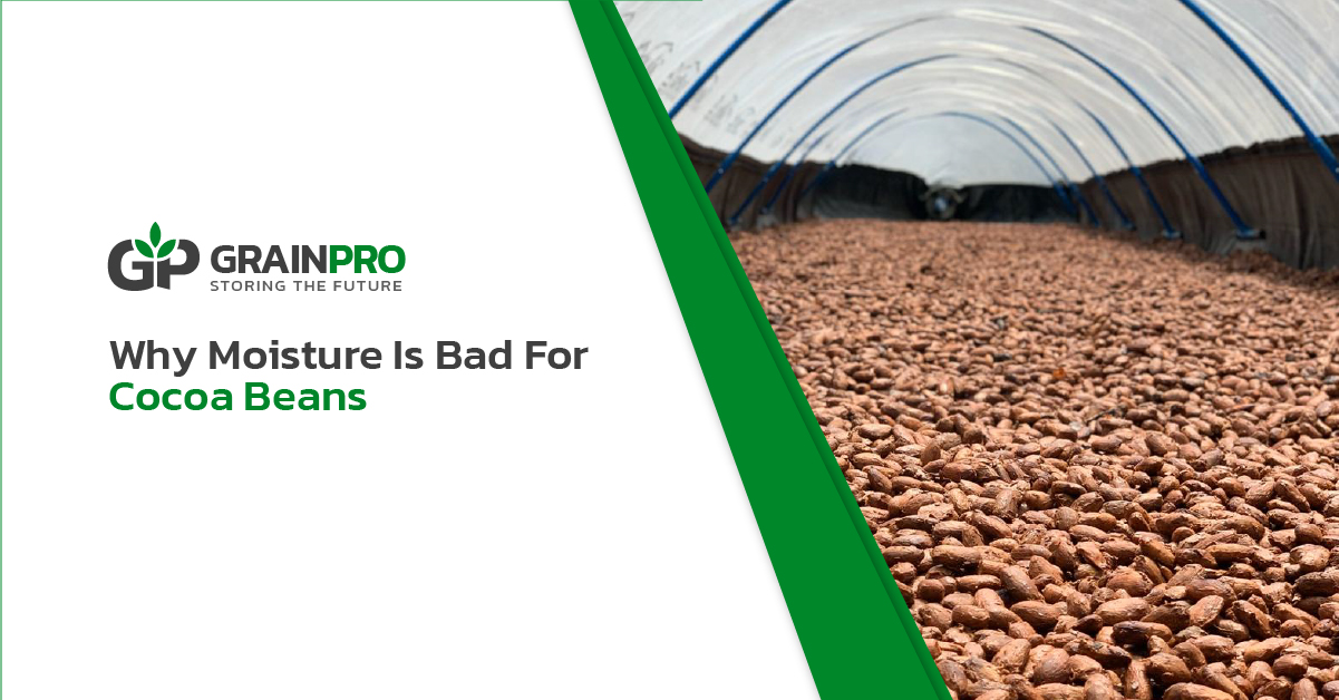 why moisture is bad for cocoa beans