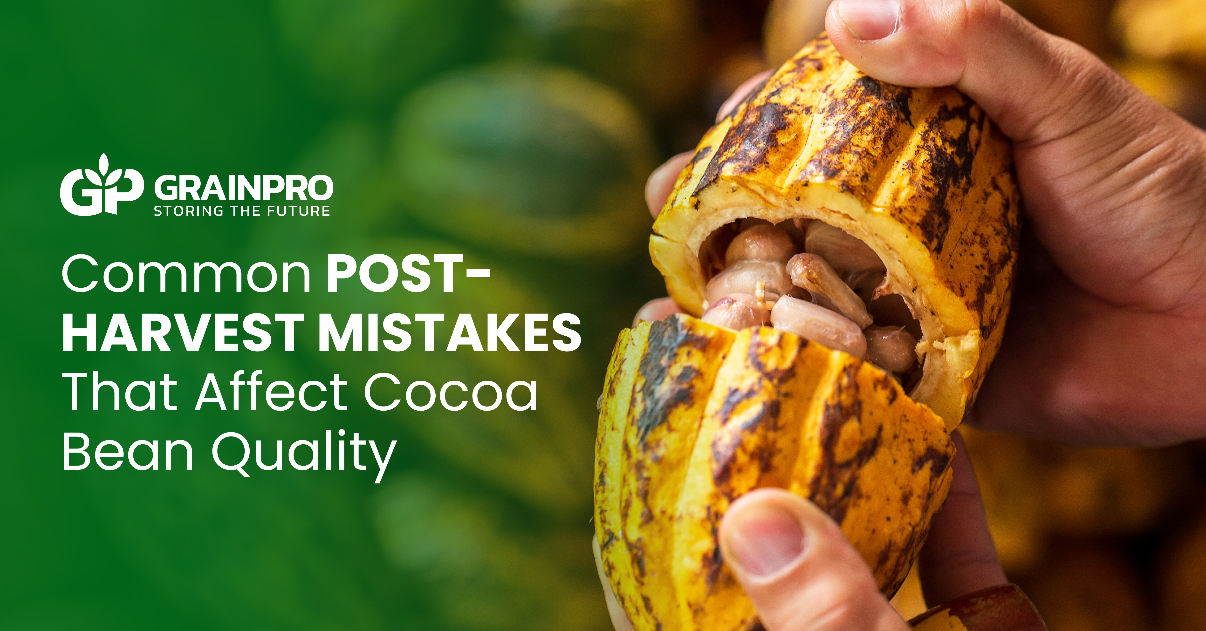 Common Post-Harvest Mistakes That Affect Cocoa Bean Quality