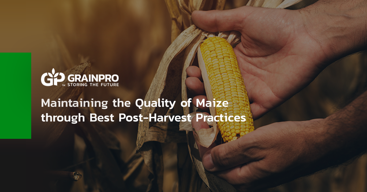 GP - Maintaining the Quality of Maize