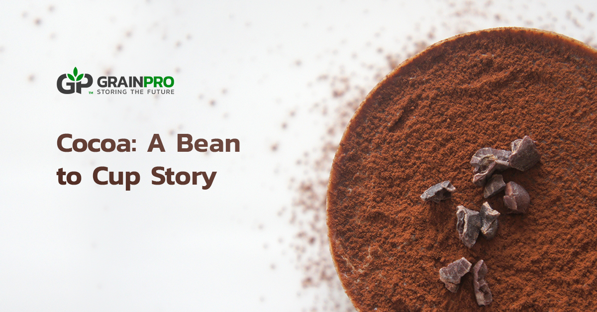 Cocoa Processing A Bean to Cup Story