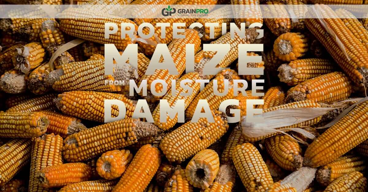 damaged maize