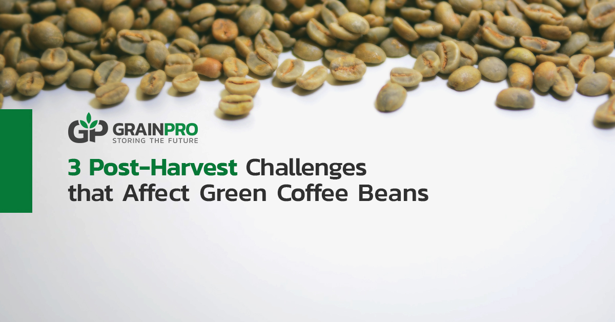 green coffee beans post-harvest challenges