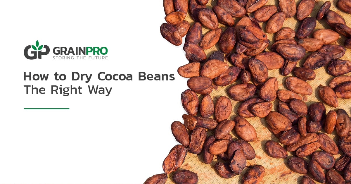 dry cocoa beans