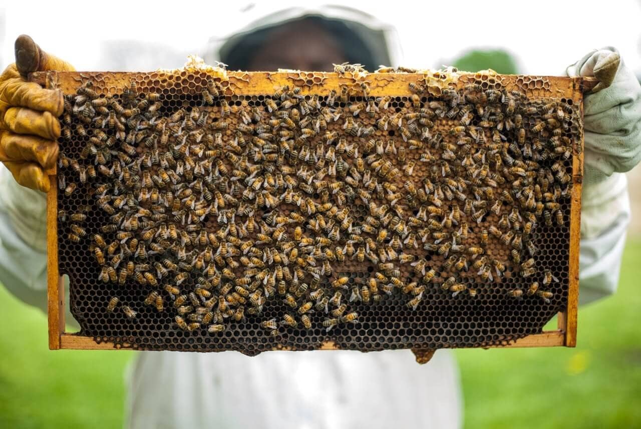 man holding  beehive wax